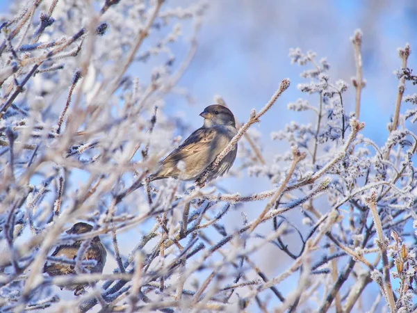 Moineau Dans Les Buissons Hiver — Photo