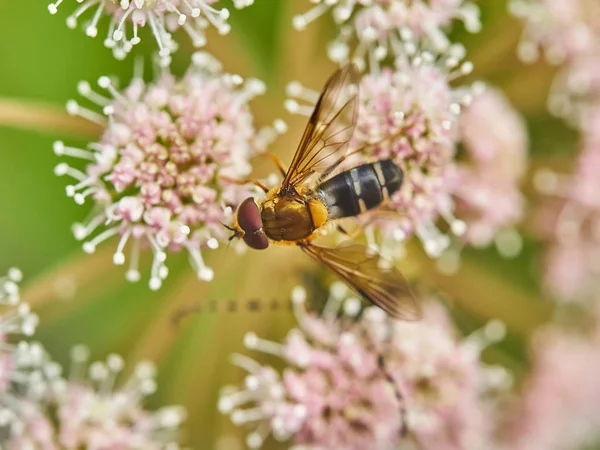 Beetle Långhorningar Blomma Skogen — Stockfoto