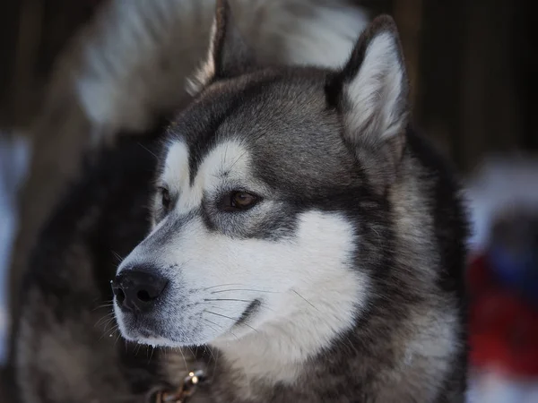 Een Hond Malamute Het Forest Winter — Stockfoto