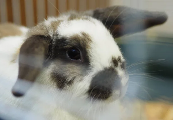 Lapins Dans Une Cage — Photo