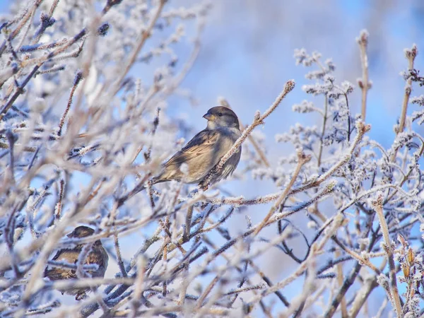 Sparrow Bushes Winter — Stock Photo, Image