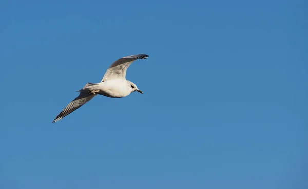 Möwe Flug Himmel — Stockfoto