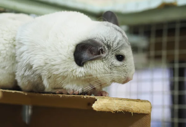 Chinchilla Dans Une Cage — Photo