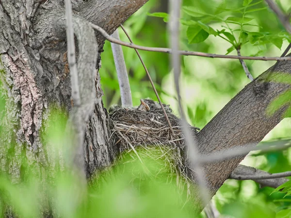 Kleine Lijsters Een Nest Het Bos — Stockfoto
