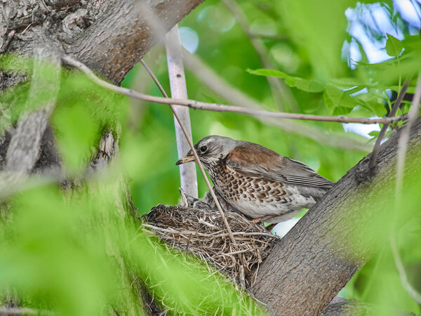 small thrushes on a nest in the forest