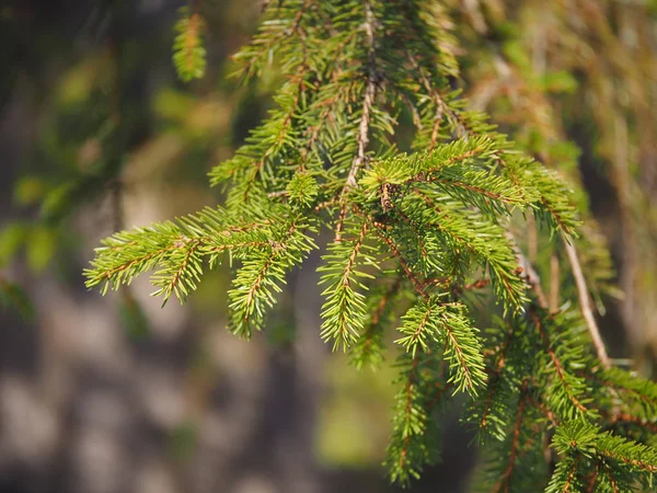 Ramo Abete Rosso Nella Foresta — Foto Stock