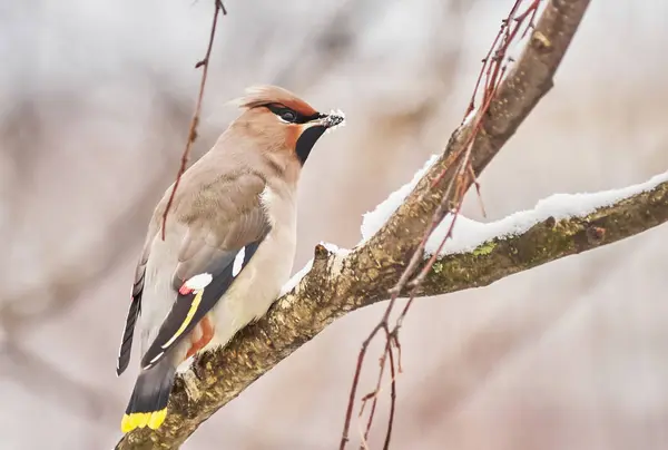 ワックスウィング 木の鳥 — ストック写真