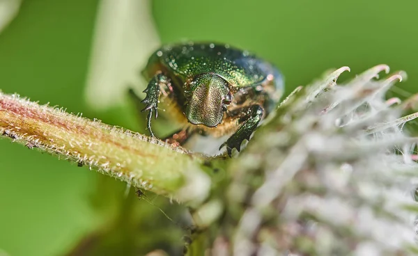 Bronze Beetle Forest — Stock Photo, Image