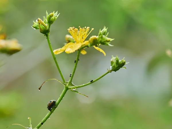 Bogár Chrysomelidae Egy Virág Erdőben — Stock Fotó