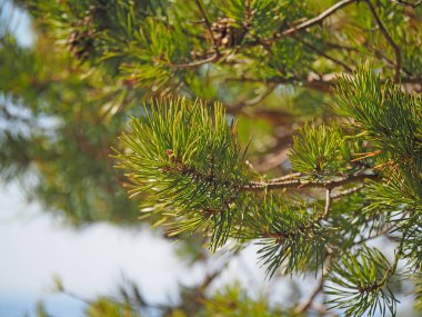 Ormandaki ladin dalı.