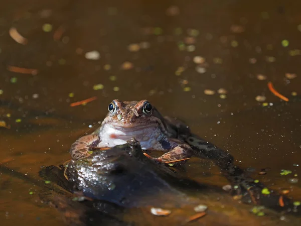 Žába Rybníce Jaro — Stock fotografie