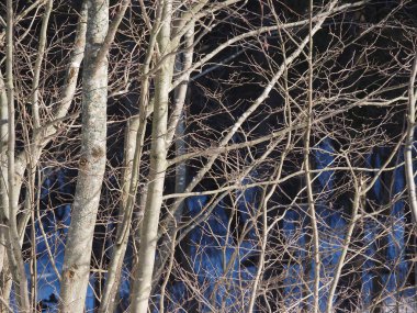 Ormanda ağaç gövdeleri