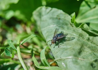bir yaprak ormandaki bir sinek