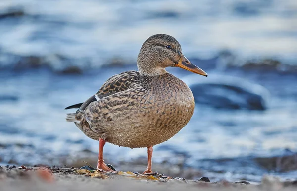 Patos Río — Foto de Stock