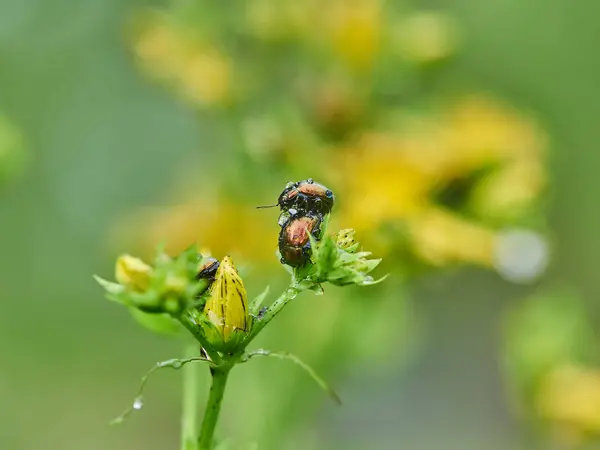 甲虫叶甲科在森林里的花朵上 — 图库照片
