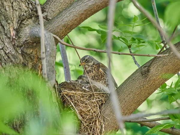 Małe Ptaki Gniazdo Lesie — Zdjęcie stockowe