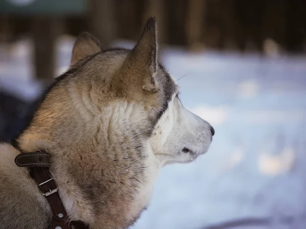 Cão Malamute Floresta Inverno — Fotografia de Stock