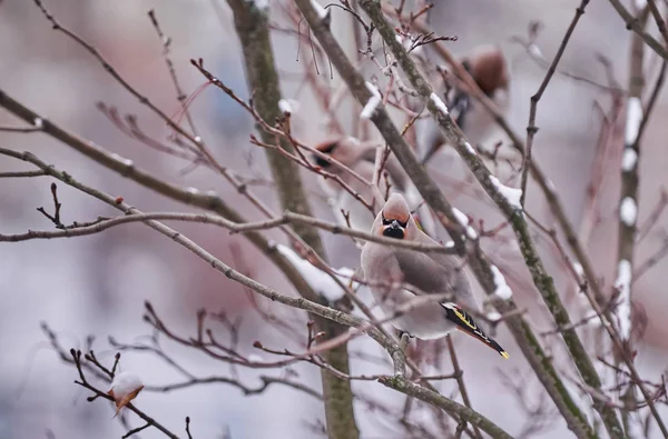 Oiseau Épilateur Sur Arbre — Photo