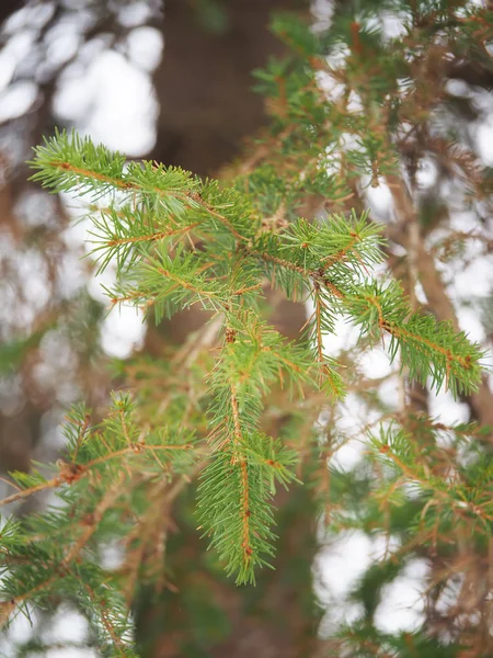 Ramo Abete Rosso Nella Foresta — Foto Stock