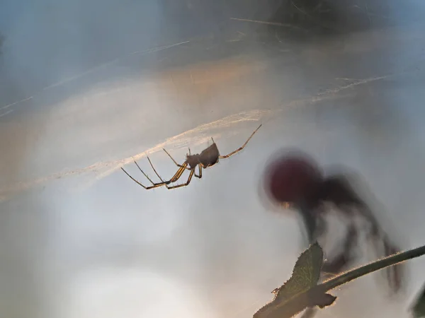 Ragno Sul Web — Foto Stock