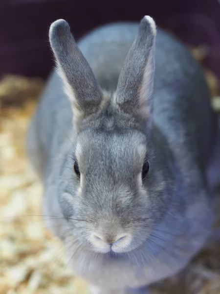 ケージでウサギ — ストック写真