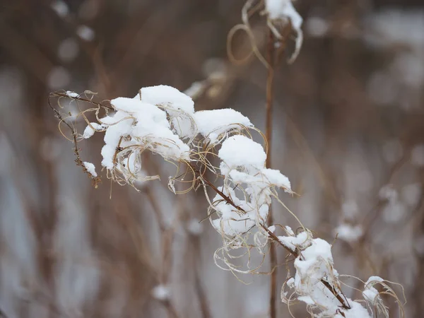 Plantas Secas Nieve —  Fotos de Stock