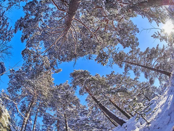 冬季的云杉林 — 图库照片