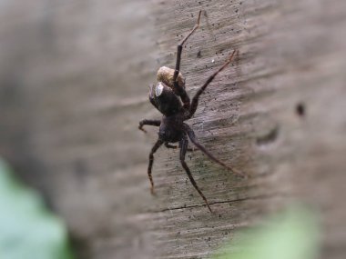 Örümcek ağda