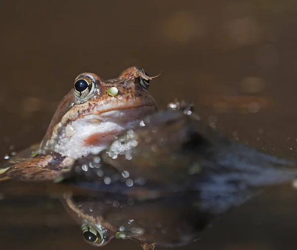 Ein Frosch Teich Frühling — Stockfoto