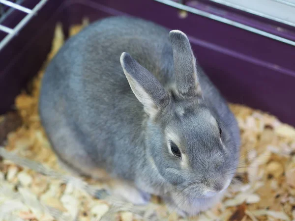 Lapins Dans Une Cage — Photo