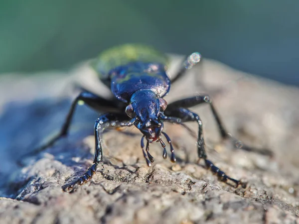 Carabidae Στο Δάσος — Φωτογραφία Αρχείου