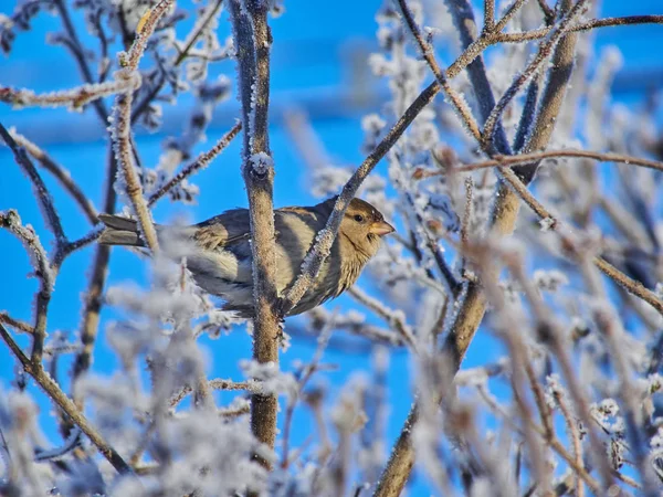 Sparrow Bushes Winter — Stock Photo, Image