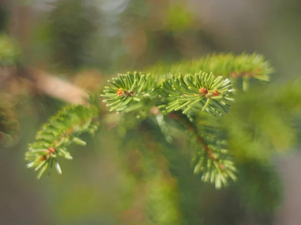 Branche Épinette Dans Forêt — Photo