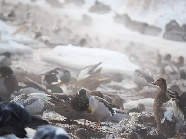 Ducks River Winter — Stock Photo, Image
