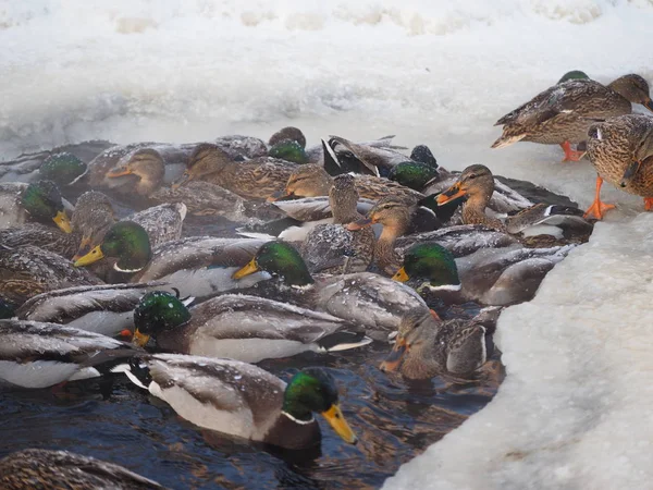 Eenden Rivier Winter — Stockfoto