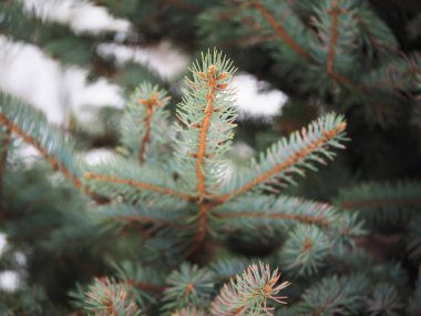 Ormandaki ladin dalı.