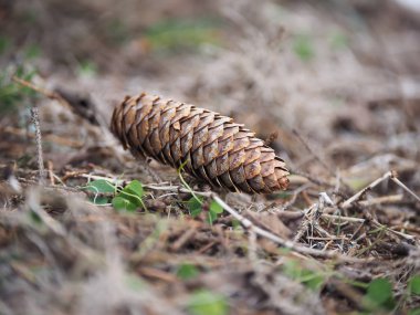 ormanda toptan. Kış