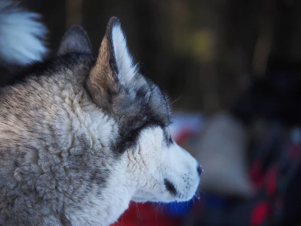 Ένα Σκυλί Malamute Στο Δάσος Χειμώνας — Φωτογραφία Αρχείου