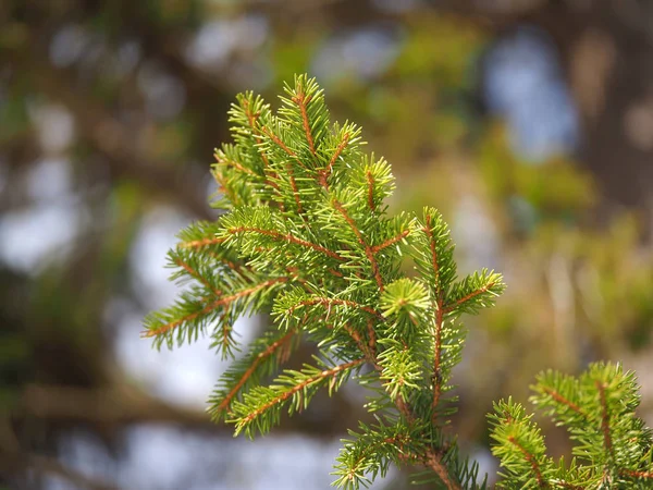 Ramo Abete Rosso Nella Foresta — Foto Stock