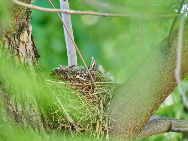 Kleine Drosseln Auf Einem Nest Wald — Stockfoto