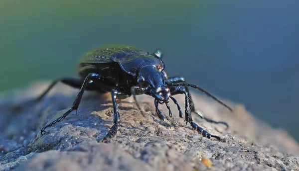 Carabidae Floresta — Fotografia de Stock