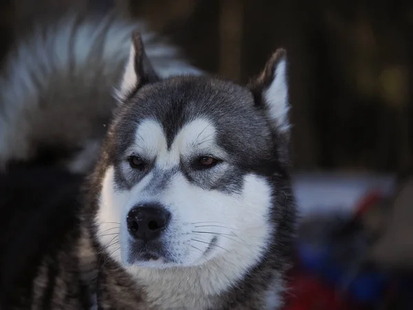 Cão Malamute Floresta Inverno — Fotografia de Stock