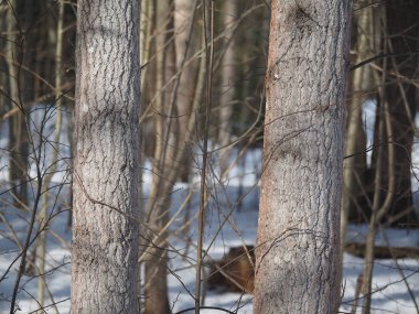 Ormanda ağaç gövdeleri