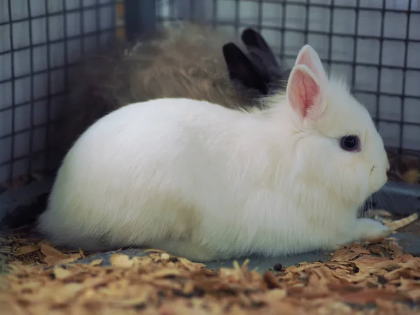 Rabbits Cage — Stock Photo, Image