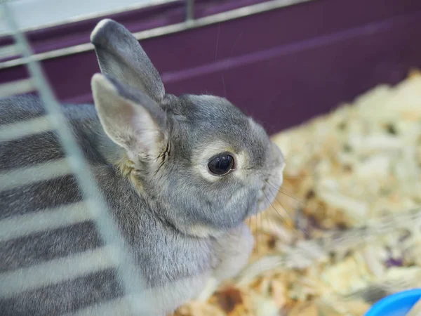 Кролики Клетке — стоковое фото