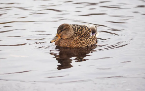 Ducks River — Stock Photo, Image