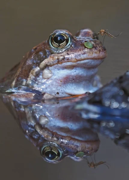 Ein Frosch Teich Frühling — Stockfoto