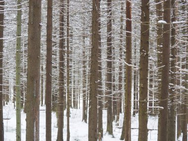 Kışın bir iğne yapraklı orman