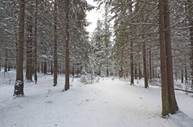 Kışın bir iğne yapraklı orman