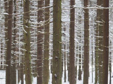 Kışın bir iğne yapraklı orman